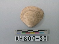 藏品(貝類)的圖片